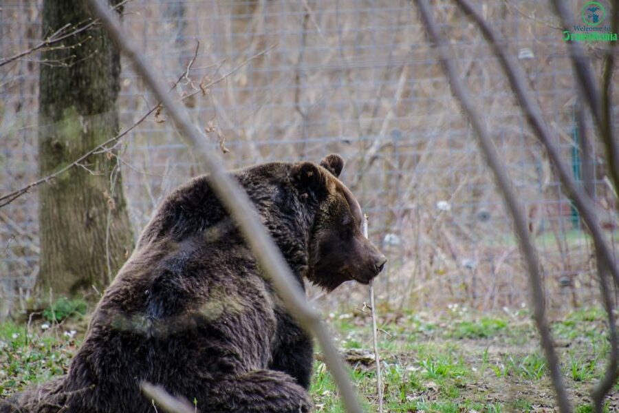 Day trip Bran Castle, Rasnov Fortress and Bear Sanctuary - The guide can shape the whole day