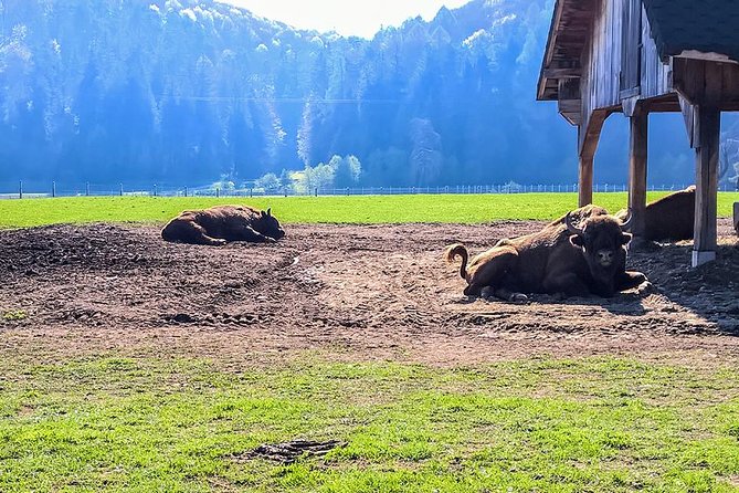 Day trip from Brasov: Bison reserve & traditional lunch - The waterfall walk and mountain views