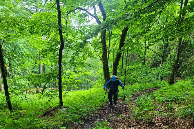 Discover Apuseni Mountains - Scarita Summit,Sipote Waterfall and Dumesti Village - A closer look at wildflowers and fungi