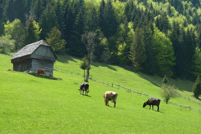Excursión en Moeciu de Sus (recomendado para familias) con guía español nativo. - Key points to know before booking