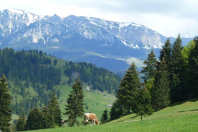Excursión en Moeciu de Sus (recomendado para familias) con guía español nativo. - A quieter side of Transylvania near Moeciu de Sus