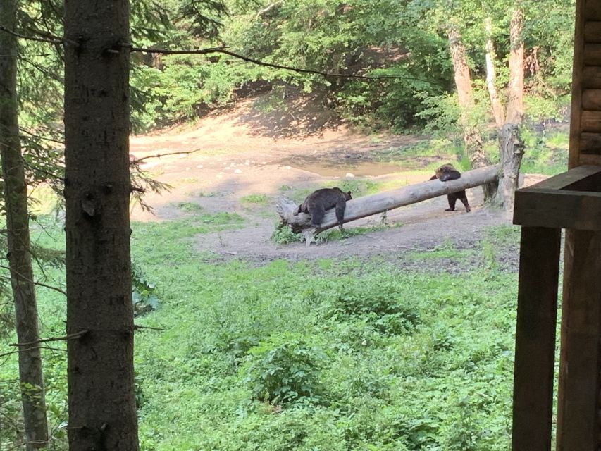 From Brasov: Bear Watching in the Wild - Ranger briefing and the short approach