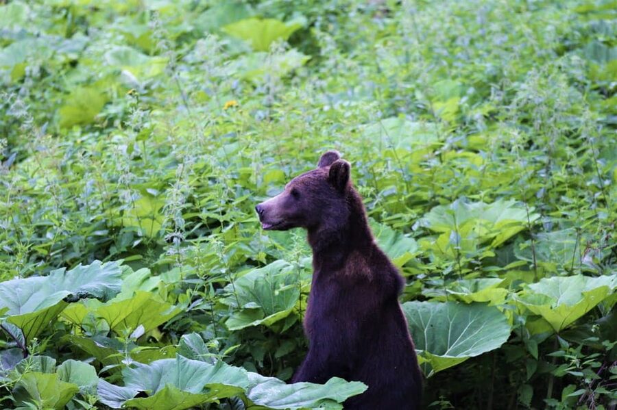 From Brasov: Brown Bear Watching in the Carpathian Mountains - Should you book it?