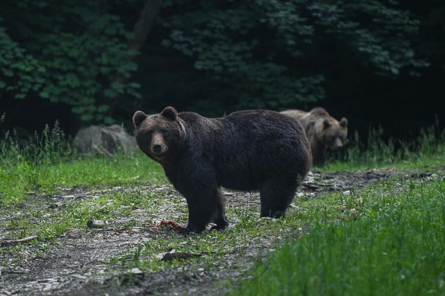 From Brasov: Brown Bear Watching in the Carpathian Mountains - What you may see besides bears