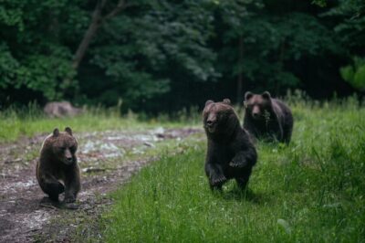 Brown Bear Watching in the Carpathian Mountains