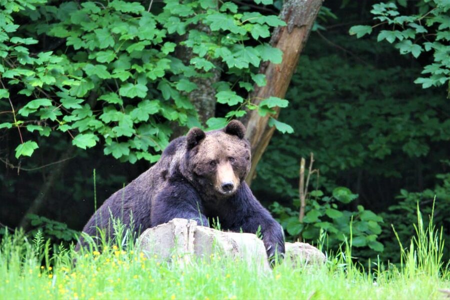 From Brasov: Brown Bear Watching in the Carpathian Mountains - Why the feeding question matters