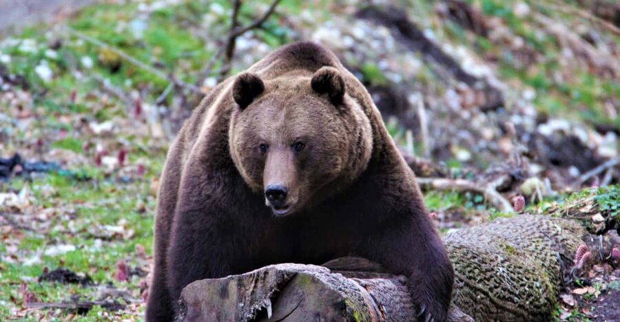 From Brasov: Brown Bear Watching in the Carpathian Mountains - The guides make the difference
