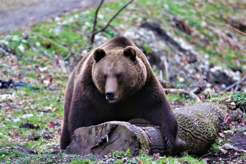 From Brasov: Brown Bear Watching in the Carpathian Mountains - Light, timing, and the limits of nature