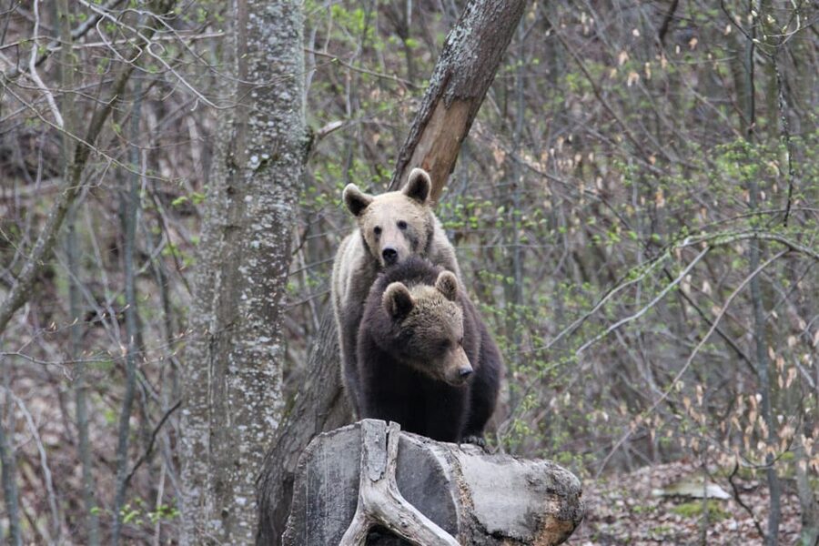 From Brasov: Brown Bear Watching in the Carpathian Mountains - Is the $79 price fair?