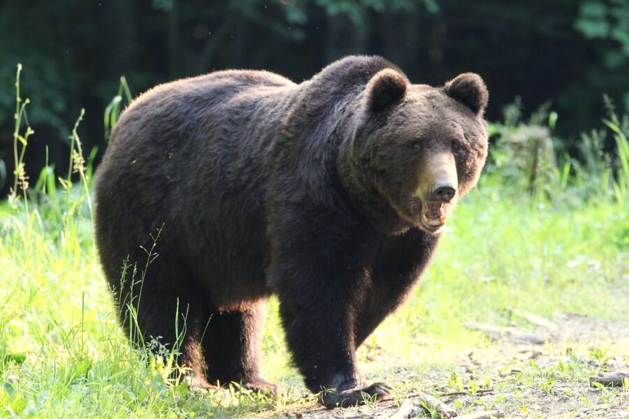 From Brasov: Brown Bear Watching in the Carpathian Mountains - Who should book this bear-watching trip?