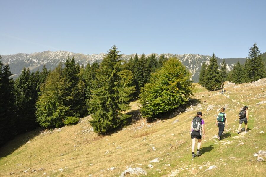 From Brasov: Piatra Craiului National Park Private Day Tour - Leaving Brașov for the Carpathians