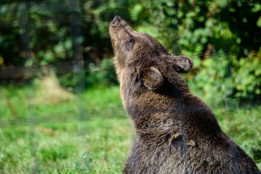 From Bucharest: Bear Sanctuary and Dracula Castle Day Tour - Key points to know before booking