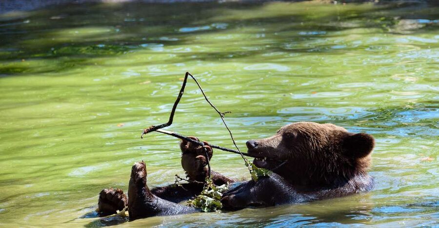 From Bucharest: Bear Sanctuary and Dracula Castle Day Tour - Why the bear sanctuary is the real reason to go
