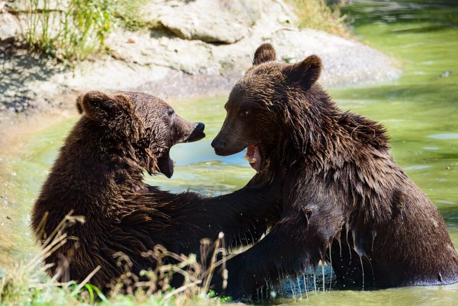 From Bucharest: Bear Sanctuary and Dracula Castle Day Tour - Who will enjoy this Bucharest day trip