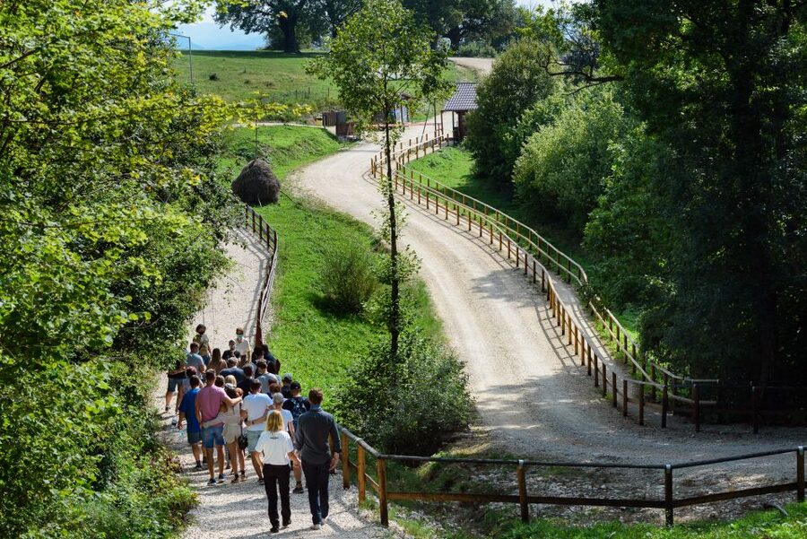 From Bucharest: Bear Sanctuary and Dracula Castle Day Tour - FAQ