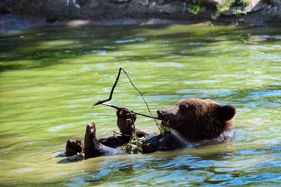 From Bucharest: Bear Sanctuary and Dracula Castle Day Tour - The drive from Bucharest to Zarnesti