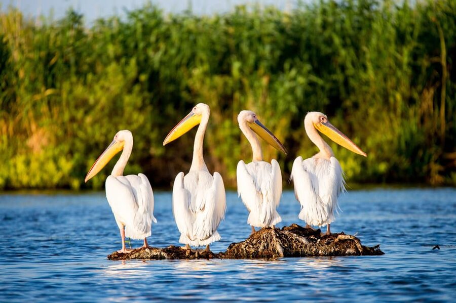 From Bucharest: Day Trip to Danube Delta - Key points to know before booking