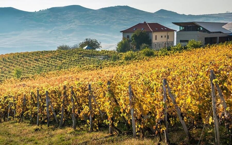 From Bucharest: Exclusive Dealu Mare Wine Tasting Tour - Key points to know before you go