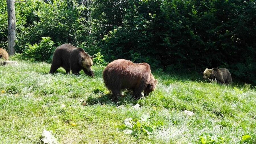 From Bucharest: Libearty Bear Sanctuary and Dracula's Castle - Why the bear sanctuary is the heart of the day