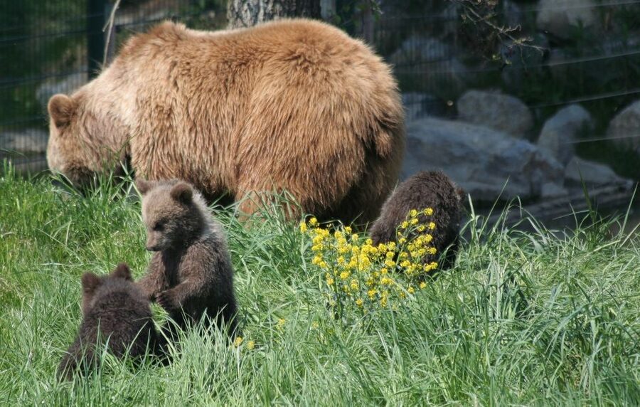 From Bucharest: Libearty Bear Sanctuary and Dracula's Castle - Bran Castle between fortress and Dracula legend