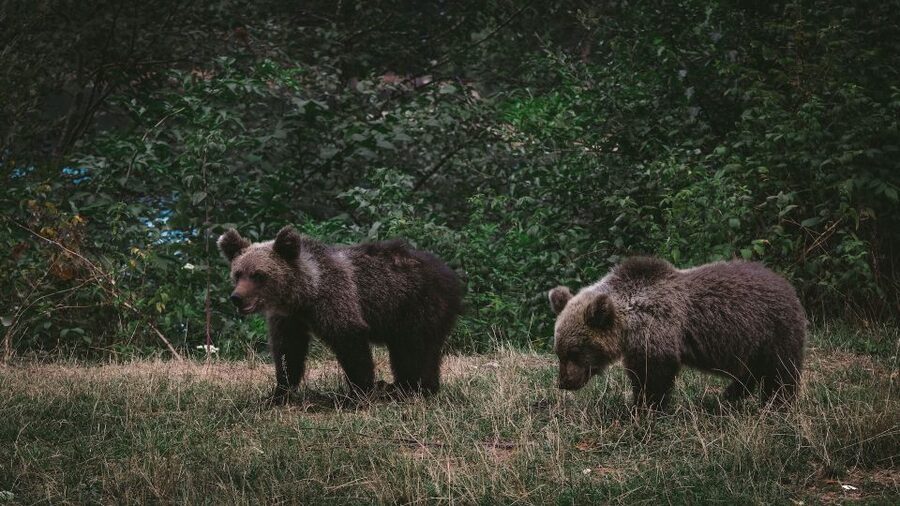 From Bucharest: Libearty Bear Sanctuary and Dracula's Castle - What $159 includes, and what it does not
