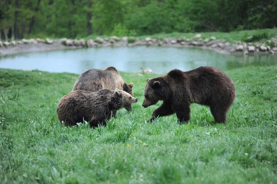 From Bucharest: Libearty Bear Sanctuary and Dracula's Castle - Who should book this experience?
