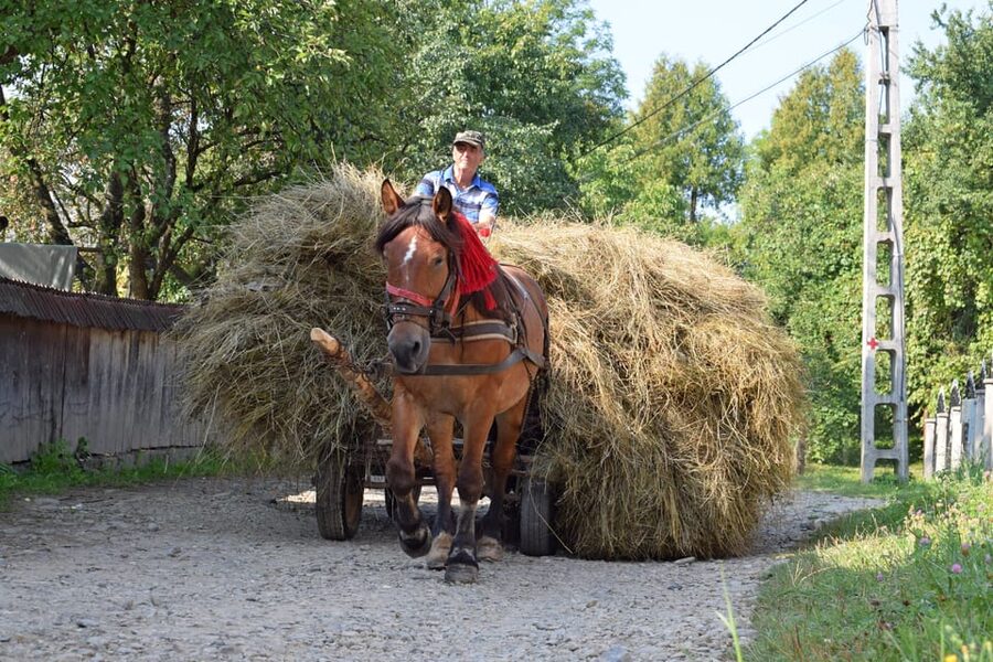 From Cluj-Napoca: Maramures Day Tour - Who should book this day trip