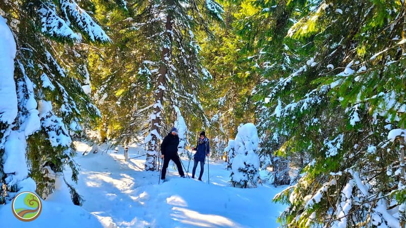 From Cluj: Winter Walking Trip on the Great Mountain - Three hours through forest and open views
