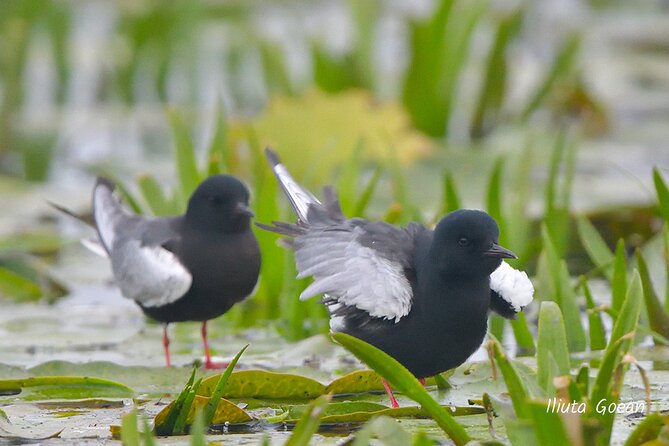 Guided Birdwatching day trip to the Danube Delta - private program - Setting out from Tulcea