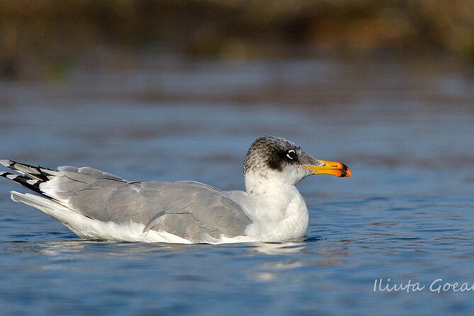 Guided Birdwatching day trip to the Danube Delta - private program - What you may see among the reeds and lakes