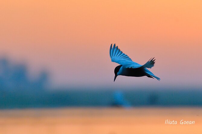Guided Birdwatching day trip to the Danube Delta - private program - Is $578.41 a fair price?