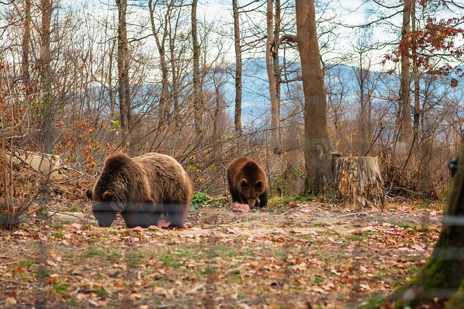 Legends&Wildlife Awaits: Dracula's Castle & Bear Sanctuary - A realistic day from start to finish