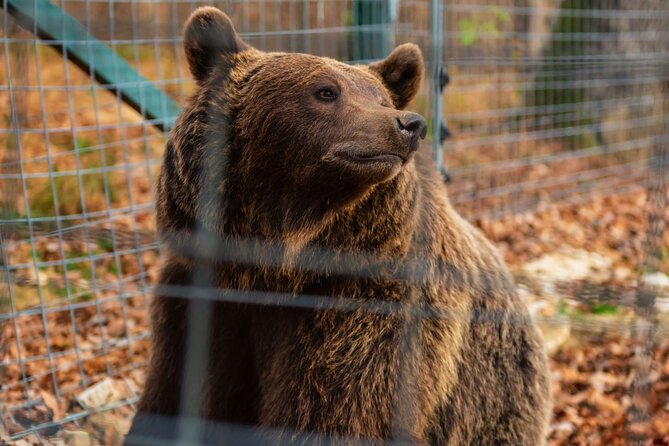 Legends&Wildlife Awaits: Dracula's Castle & Bear Sanctuary - Should you book this Bucharest tour?