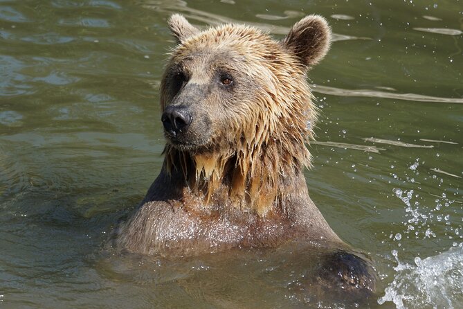 Libearty Bear Sanctuary and Dracula's Castle - Day Tour from Bucharest - Lunch, local tips, and possible extras