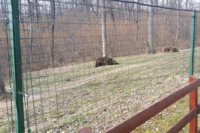 LiBearty Bear Sanctuary Zarnesti Small-Group Trip from Brasov - Why Libearty is more than a bear-viewing stop