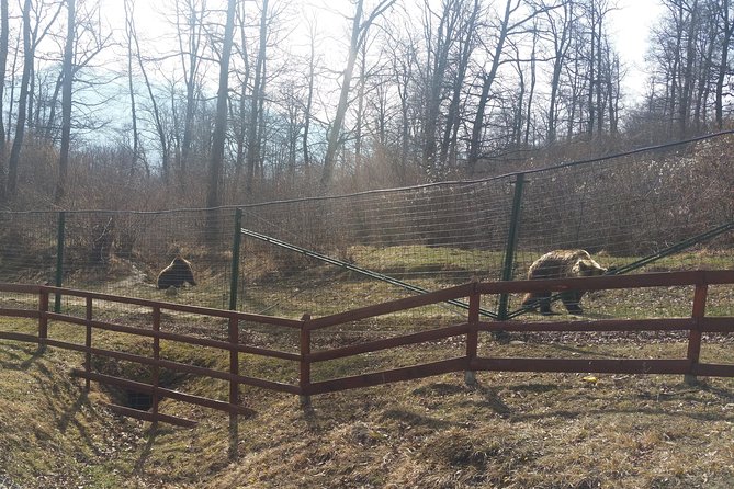 LiBearty Bear Sanctuary Zarnesti Small-Group Trip from Brasov - Walking the 60-hectare sanctuary