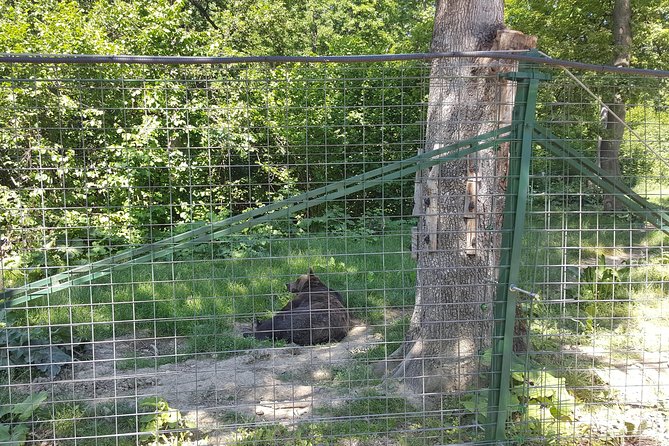 LiBearty Bear Sanctuary Zarnesti Small-Group Trip from Brasov - The three-hour schedule and its limits