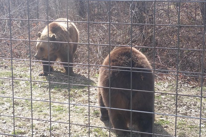LiBearty Bear Sanctuary Zarnesti Small-Group Trip from Brasov - What the bear stories add to the visit