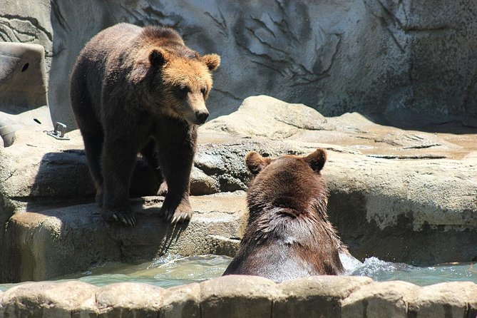 LiBEARty Brown Bear Sanctuary and the most important castles from Romania - Bran Castle and the Dracula connection