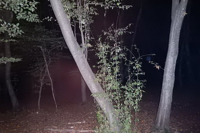 Night Tour in Hoia Baciu Forest - What makes the storytelling work
