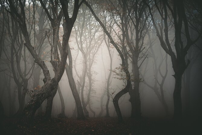 Night Tour in Hoia Baciu Forest - The strongest reasons to book