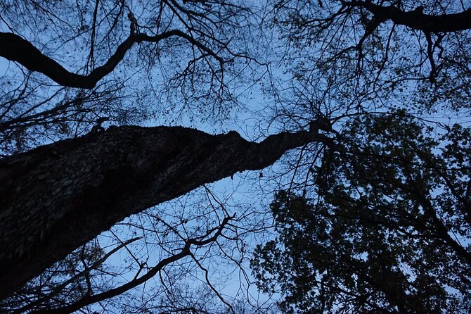 Night Tour in Hoia Baciu Forest - Reasons to think twice