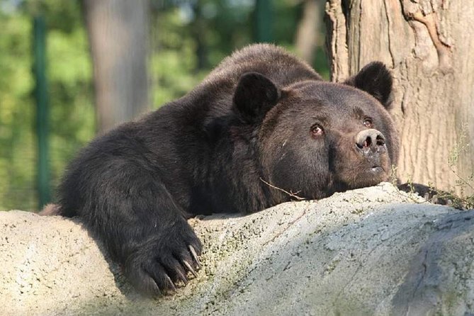 One day trip Bear Sanctuary Dracula Castel and Rasnov Fortress from Brasov - The guide and vehicle make the difference