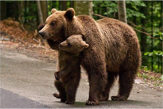 One day trip Bear Sanctuary Dracula Castel and Rasnov Fortress from Brasov - Price: fair if you value convenience