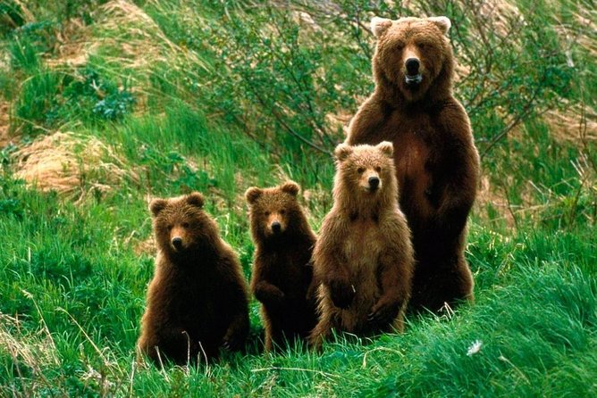 One day trip Bear Sanctuary Dracula Castel and Rasnov Fortress from Brasov - Who should book this Brasov day trip