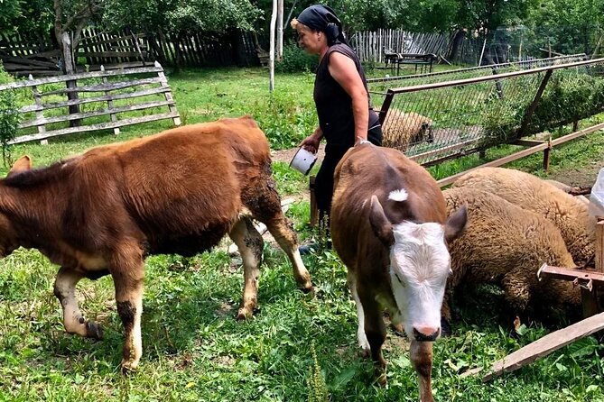 Original Carpathian Village Experience and Sinaia in one day tour - Pausing at Paltinu Dam