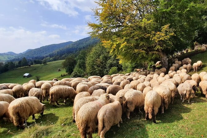 Pestera and Magura Full-Day Private Walking Tour from Brasov - Who should book this experience?