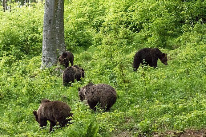 Private Brown Bear Watching Experience near Odorheiu Secuiesc - Walking the 500-meter trail to the hide