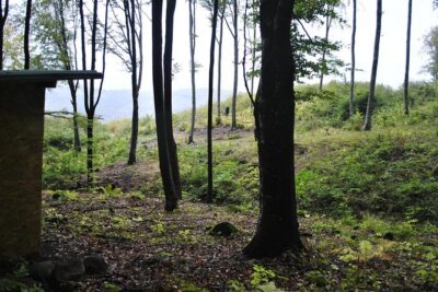 Private Brown Bear Watching Experience near Odorheiu Secuiesc
