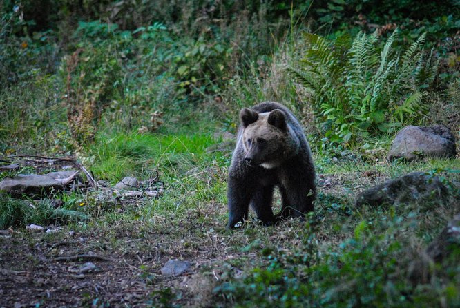 Private Brown Bear Watching Experience near Odorheiu Secuiesc - Waiting quietly for a wild brown bear